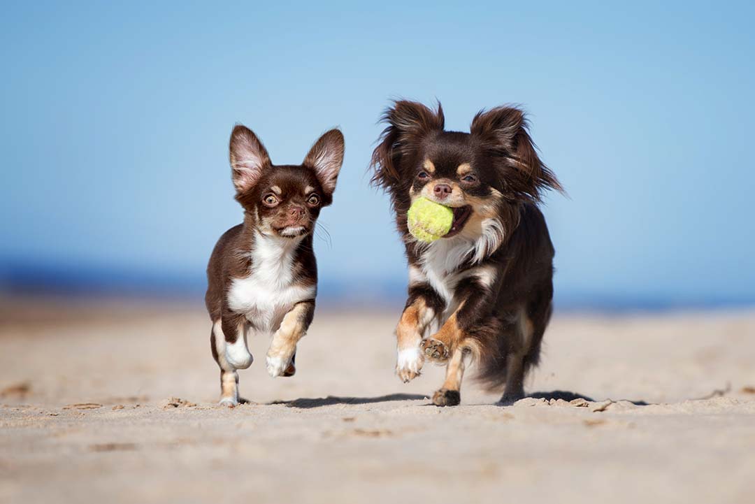Obediencia Básica para Perros + Potty Training